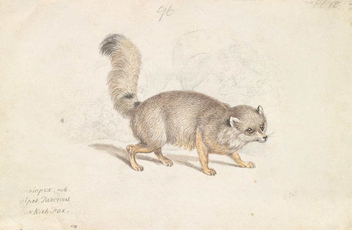 Turkish Dog-Fox by Charles Hamilton Smith, 1837 — digital art print download