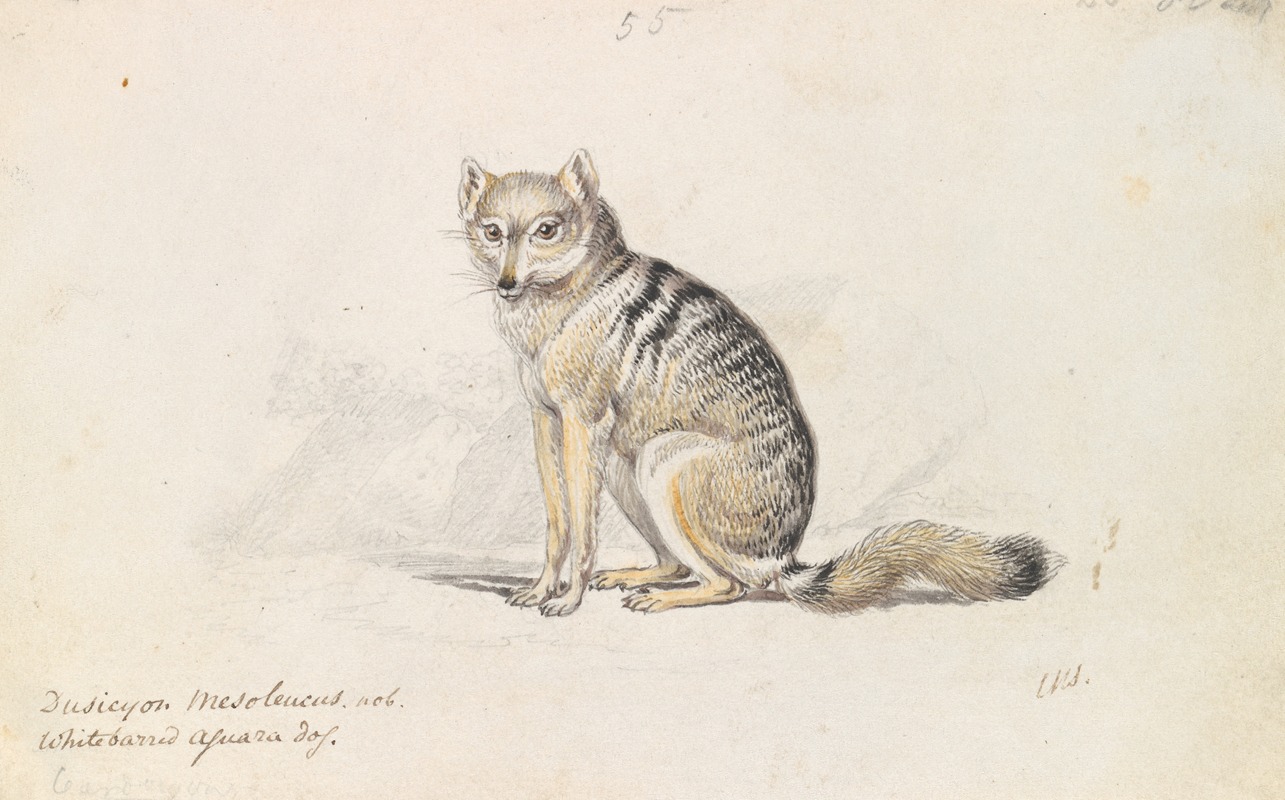 White-Barred Aguara Fox by Чарльз Гамильтон Смит, 1837 — digital art print download