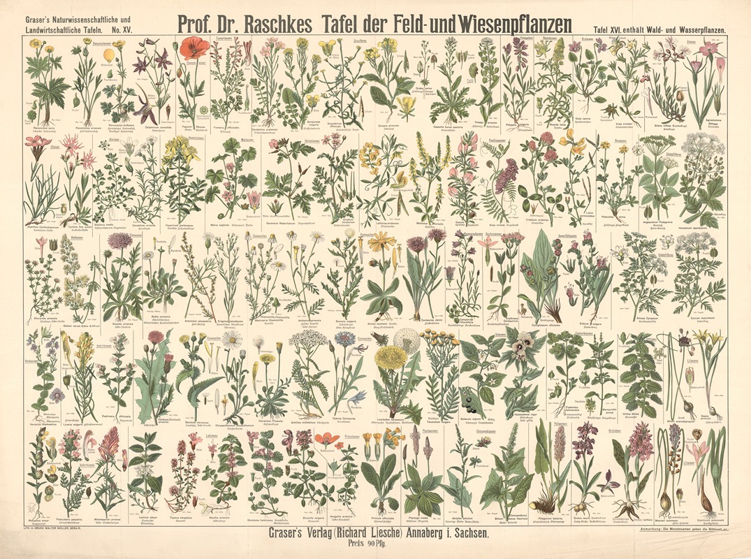 Field and meadow plants by Э. Шивик, 1909 — digital art print download