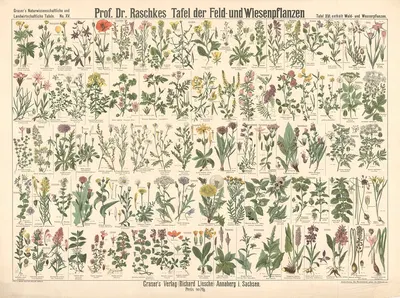 Field and meadow plants by Э. Шивик, 1909 — digital art print download