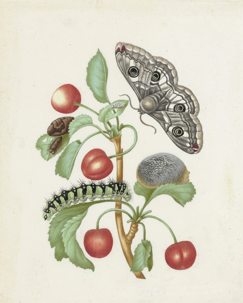 Metamorphosis of a Small Emperor Moth — Dorothea Maria Gsell