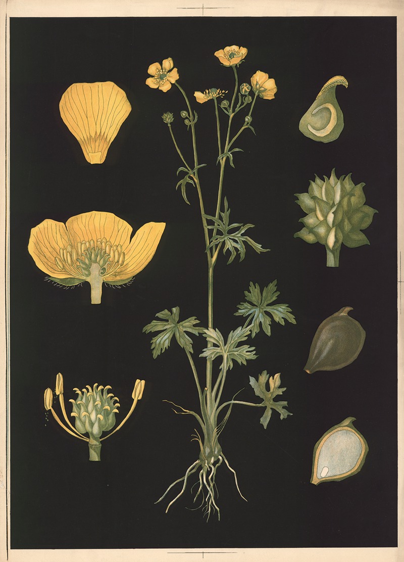 Ranunculus by Ebba Masalin, 1905 — digital art print download