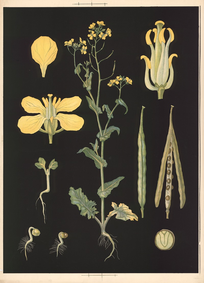 Field mustard by Ebba Masalin, 1905 — digital art print download