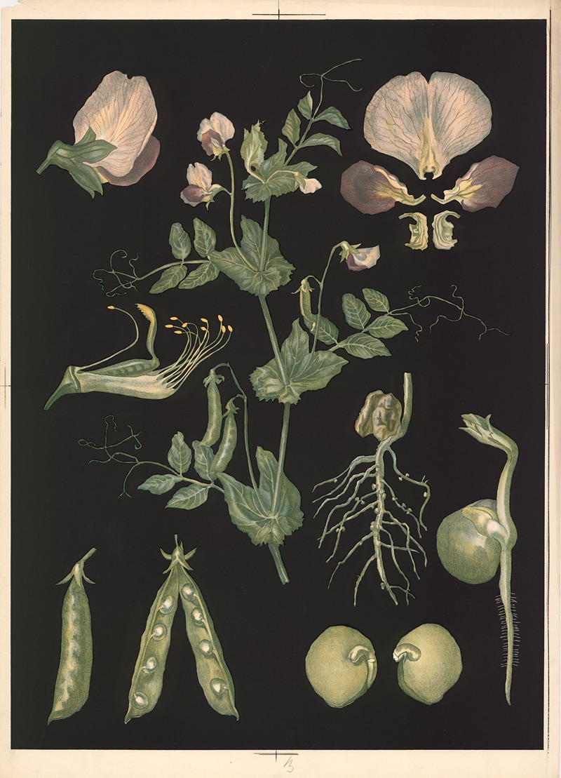 Field-pea by Ebba Masalin, 1905 — digital art print download