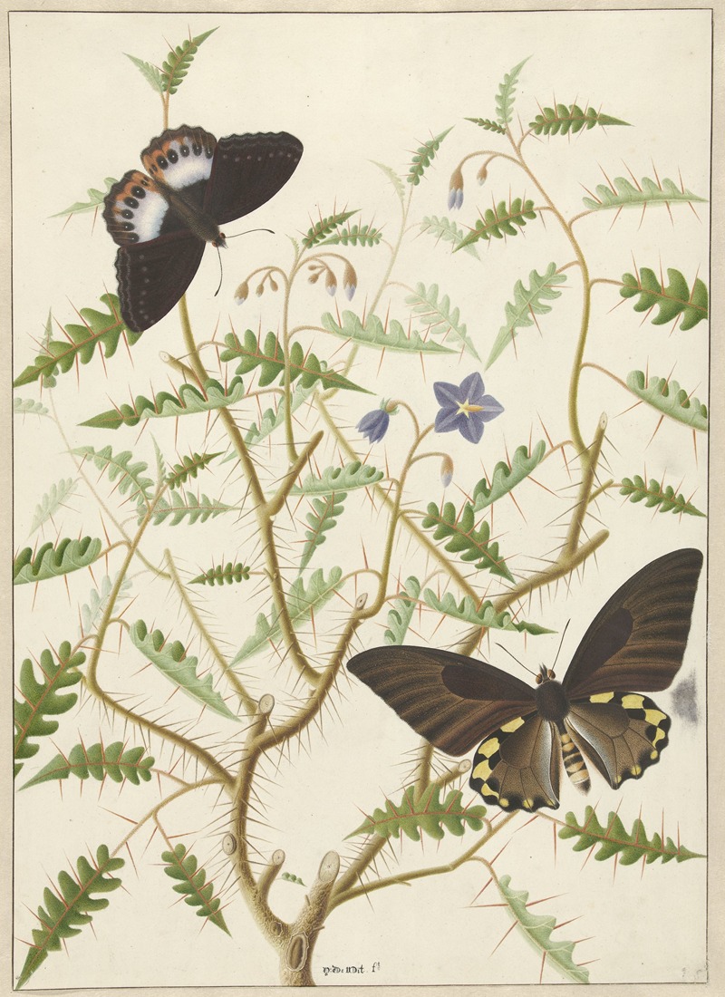 Two Exotic Butterflies on a Blooming Bush — Hermanus de Wit