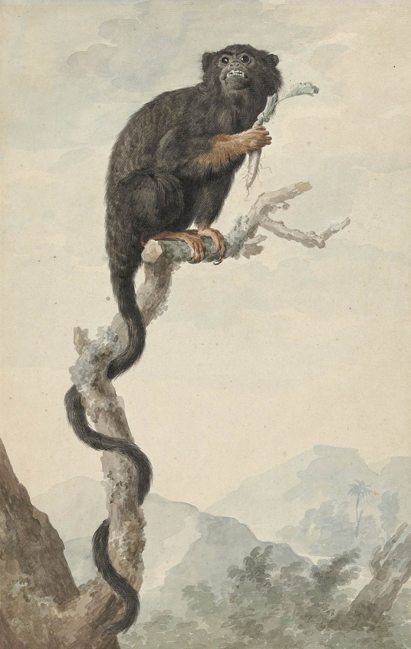 A Red-handed Tamarin by Якоб Перкоис, 1776 — digital art print download
