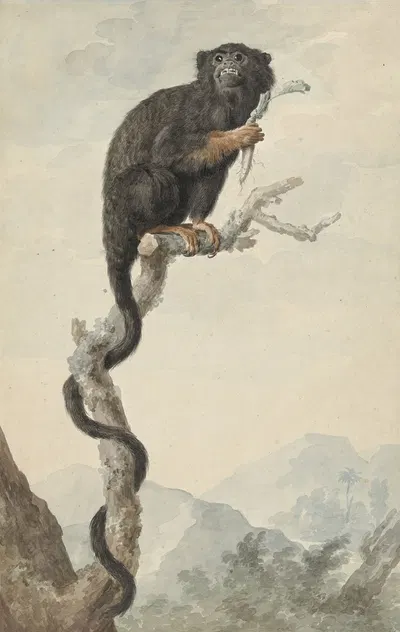 A Red-handed Tamarin by Якоб Перкоис, 1776 — digital art print download