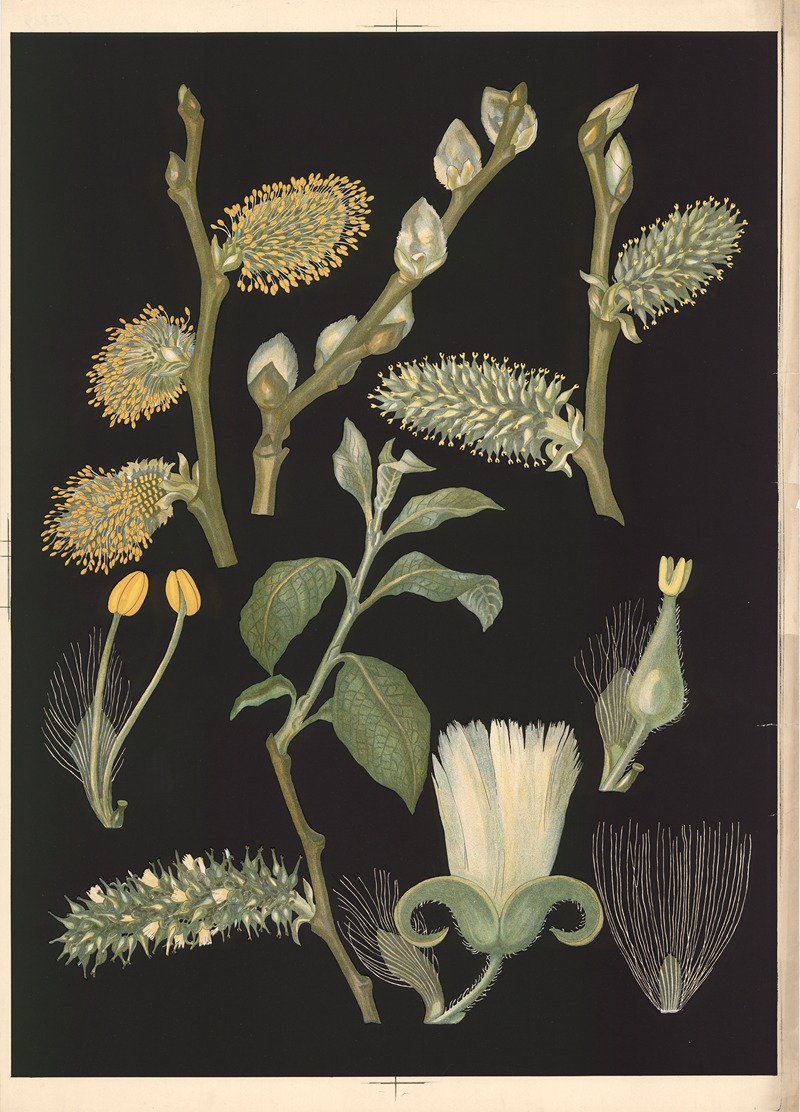 Pussy willow by Ebba Masalin, 1905 — digital art print download