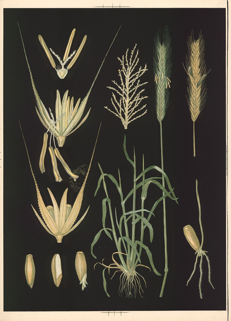 Rye by Ebba Masalin, 1905 — digital art print download