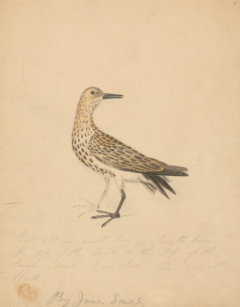 A Bird by James Sowerby — digital art print download