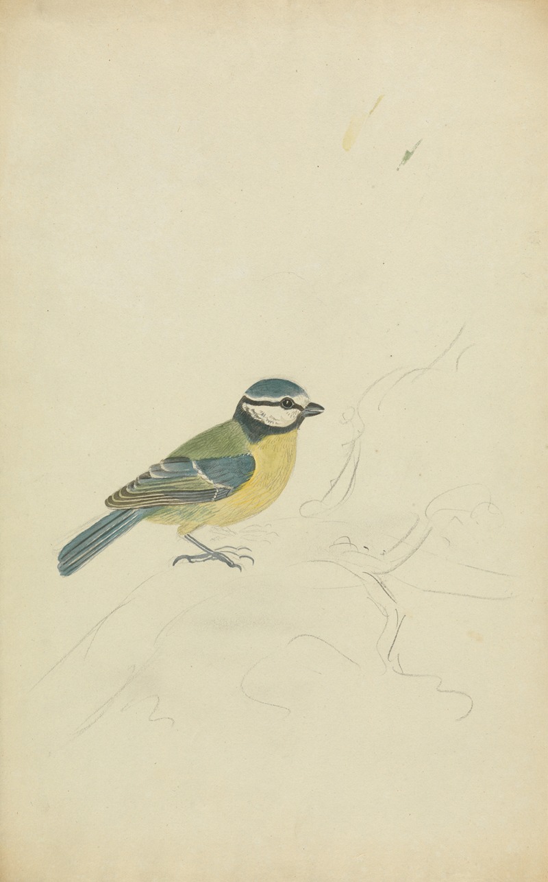 A Blue Tit by James Sowerby, 1794 — digital art print download