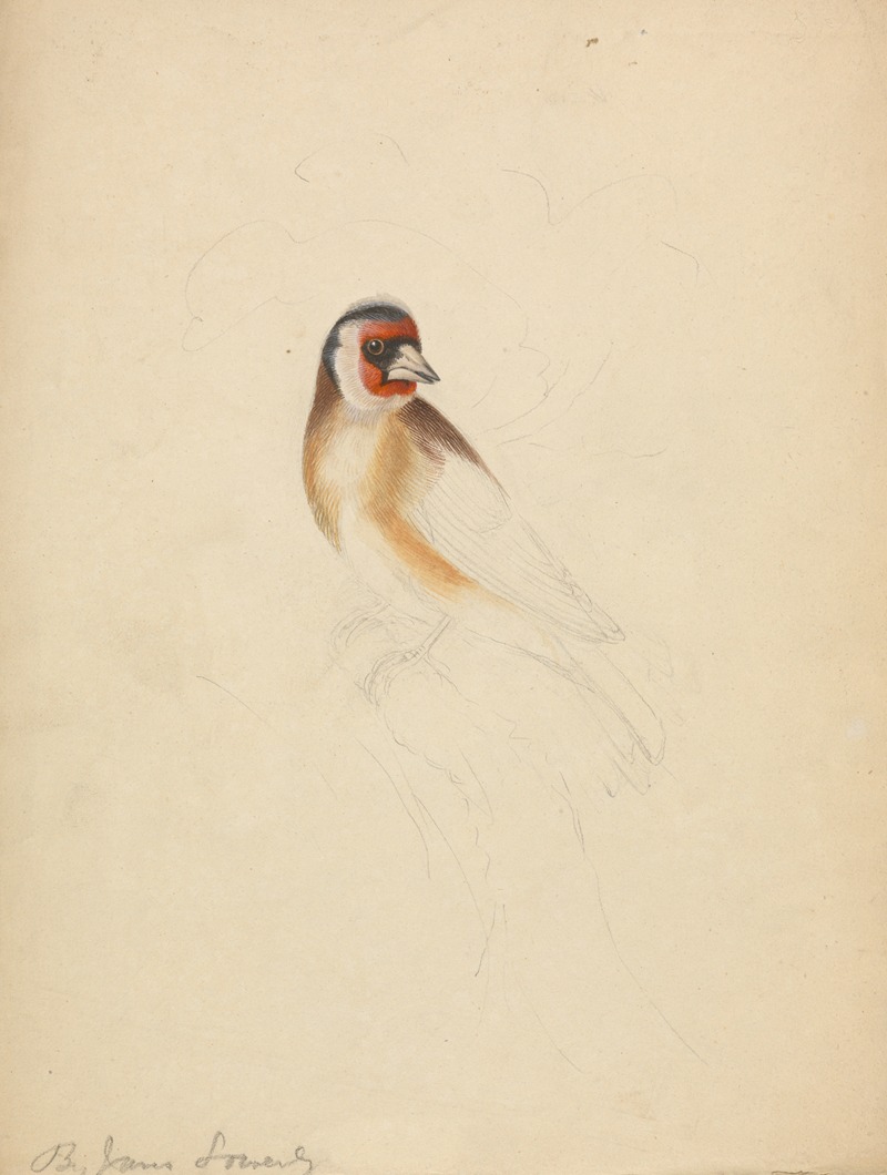 A European Goldfinch. by James Sowerby — digital art print download