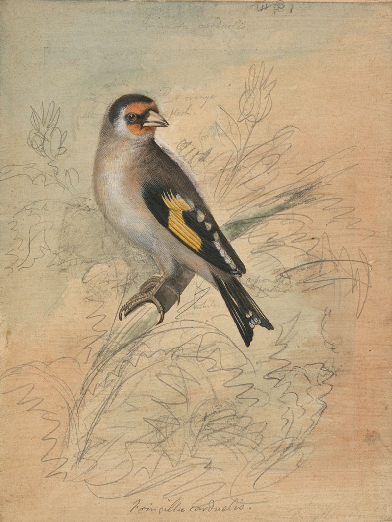 A European Goldfinch — James Sowerby