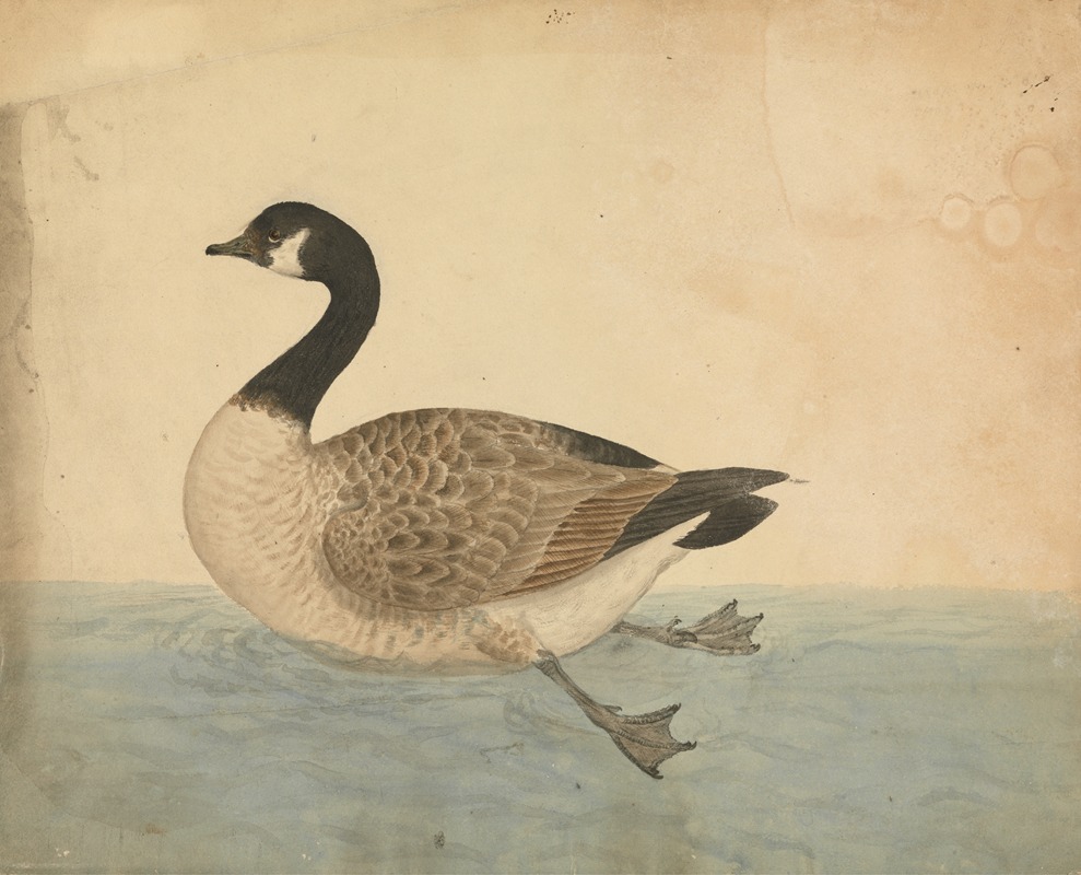 A Goose by James Sowerby — digital art print download