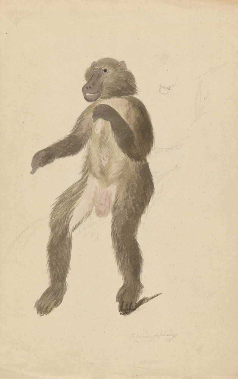 A mandrill by James Sowerby — digital art print download