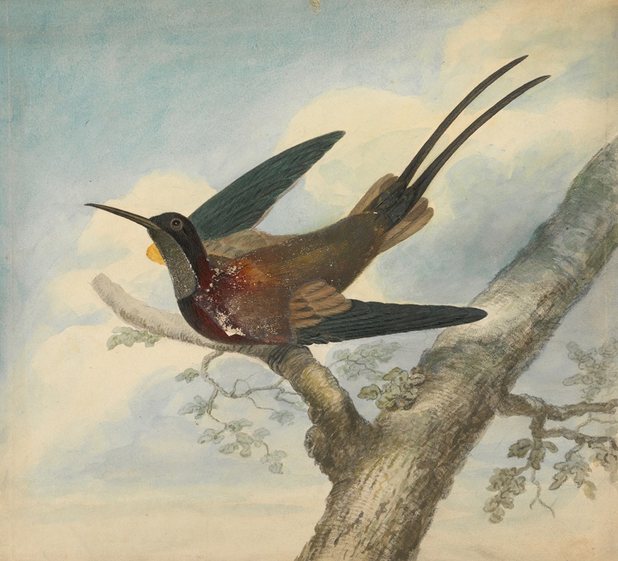 Bird of Paradise by James Sowerby — digital art print download