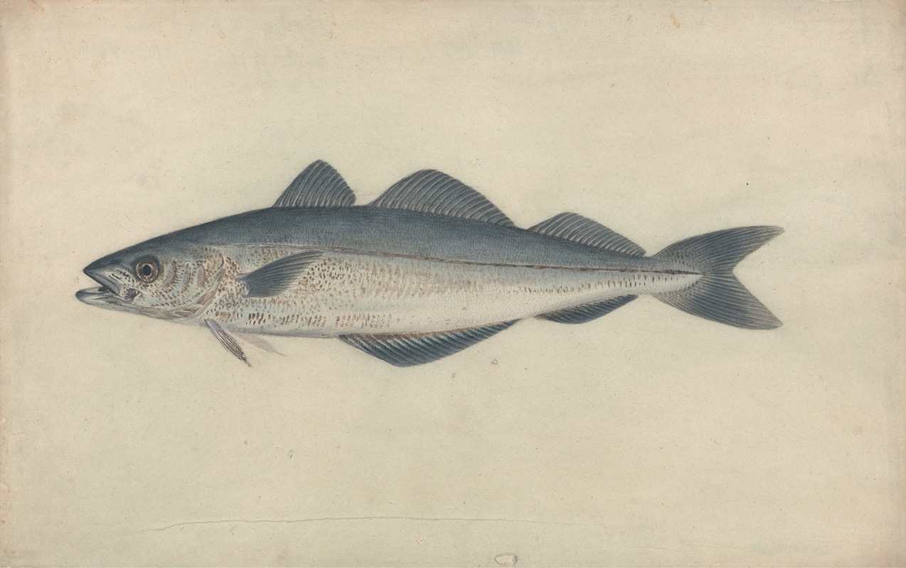 Coal Fish by James Sowerby — digital art print download