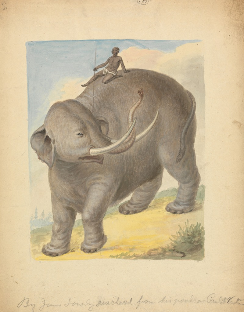 Elephant with Rider. by James Sowerby — digital art print download