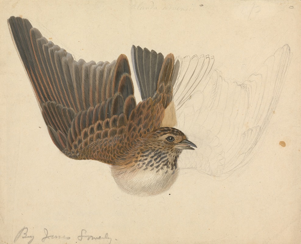 Eurasian skylark. by James Sowerby — digital art print download
