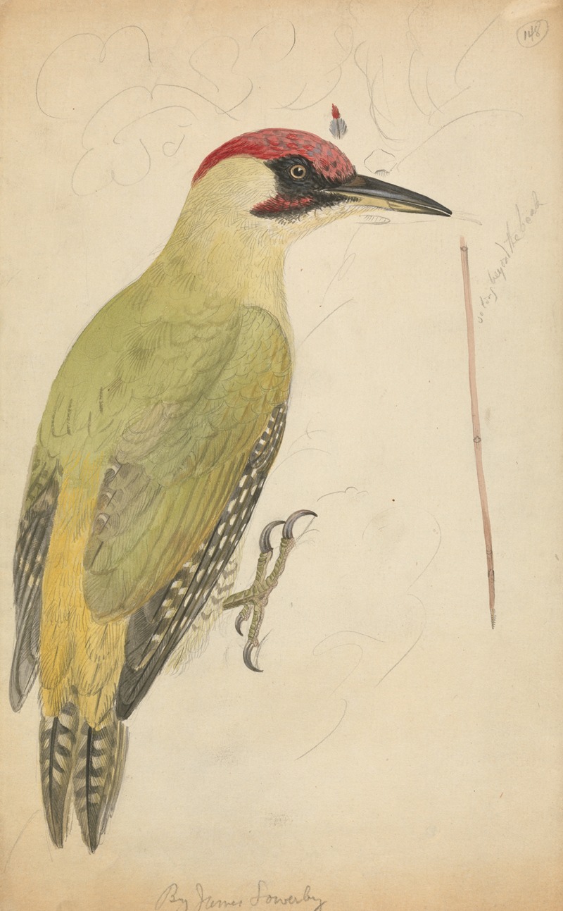 European Green Woodpecker — James Sowerby
