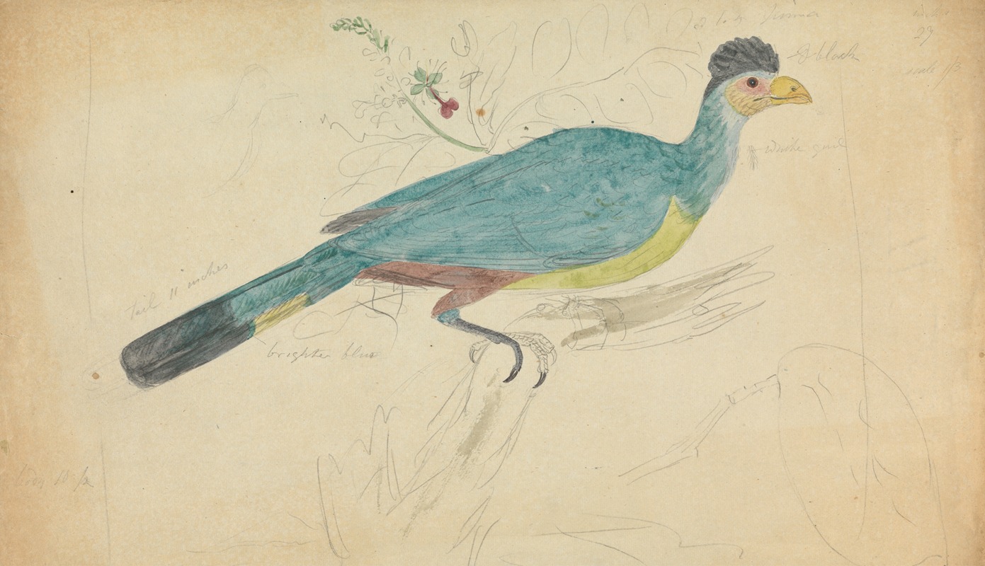 Great Blue Turaco by James Sowerby — digital art print download