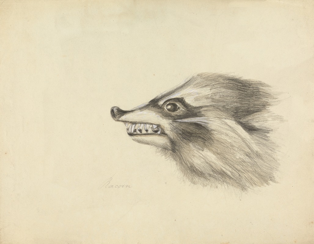 Head of a Racoon by James Sowerby — digital art print download