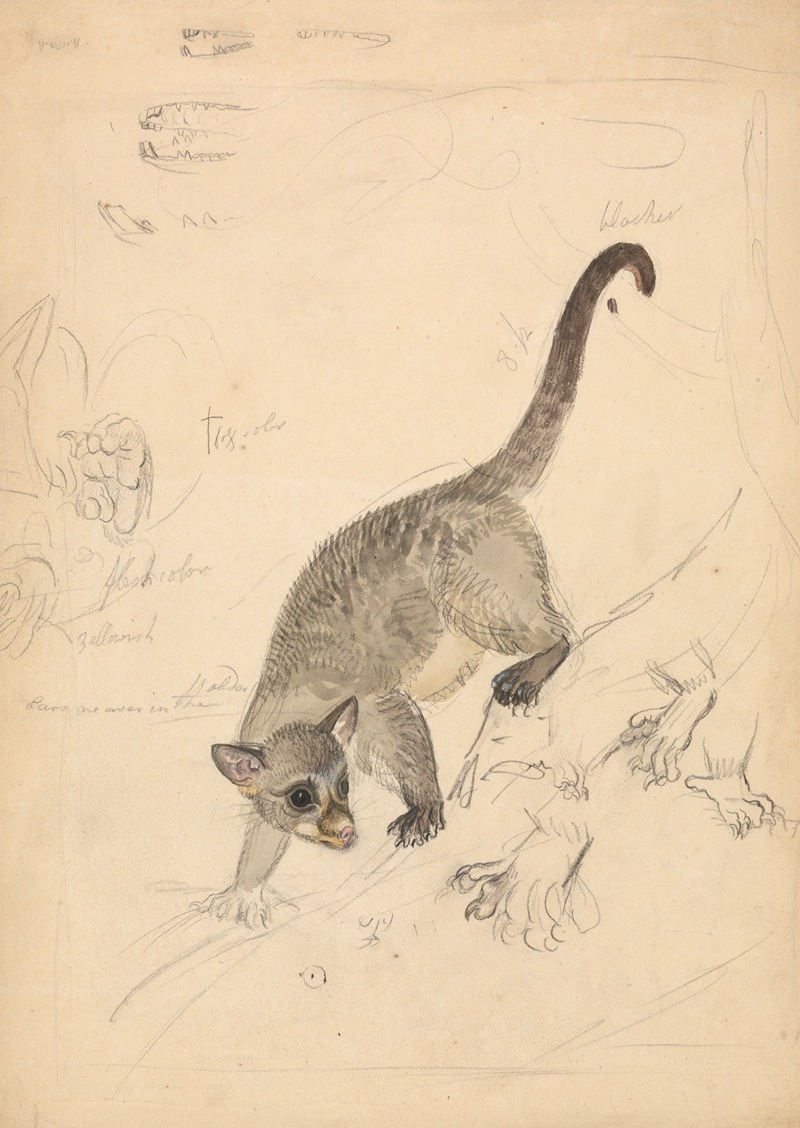 Kinkajou by James Sowerby — digital art print download