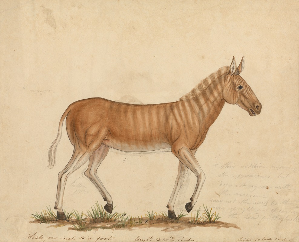 Quagga Zebra by James Sowerby — digital art print download
