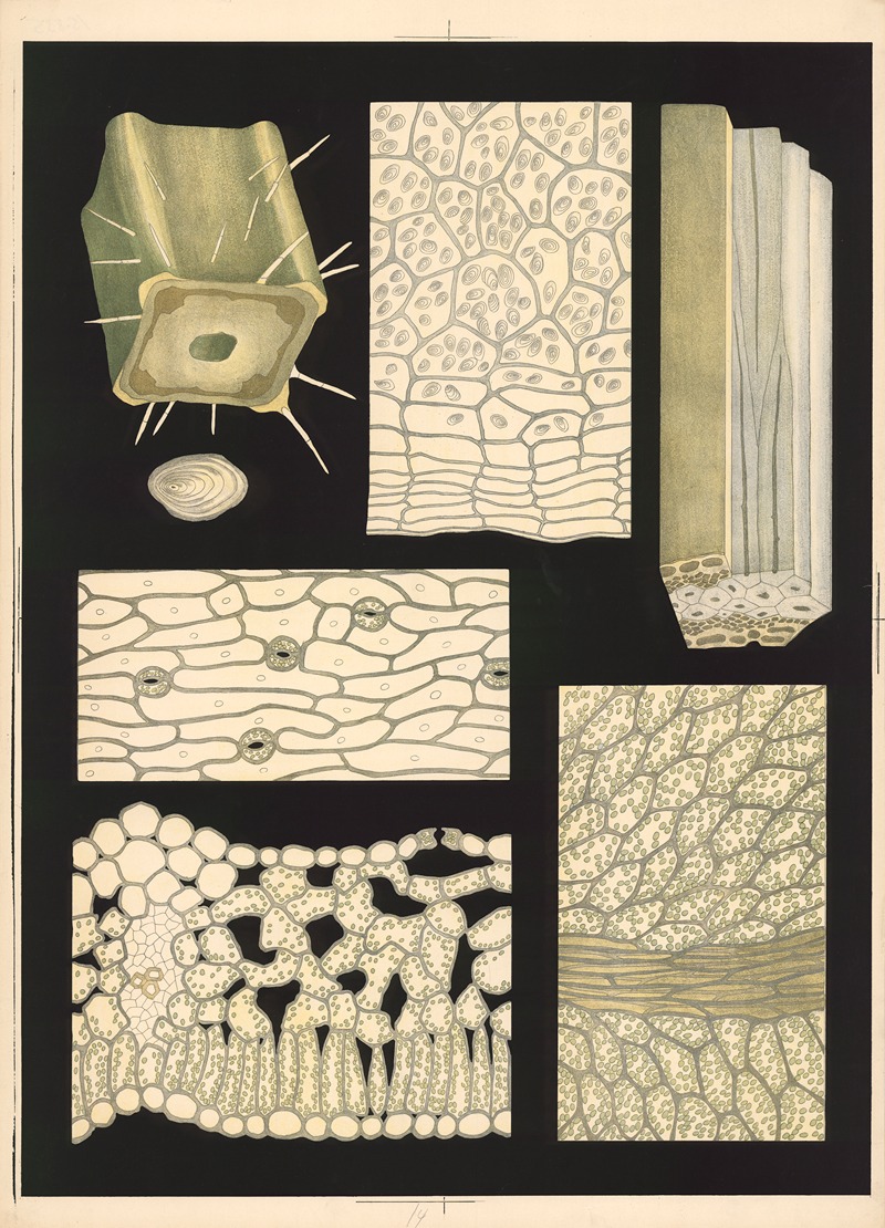 The internal structure of the plant — Ebba Masalin