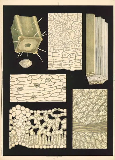 The internal structure of the plant by Ebba Masalin, 1905 — digital art print download
