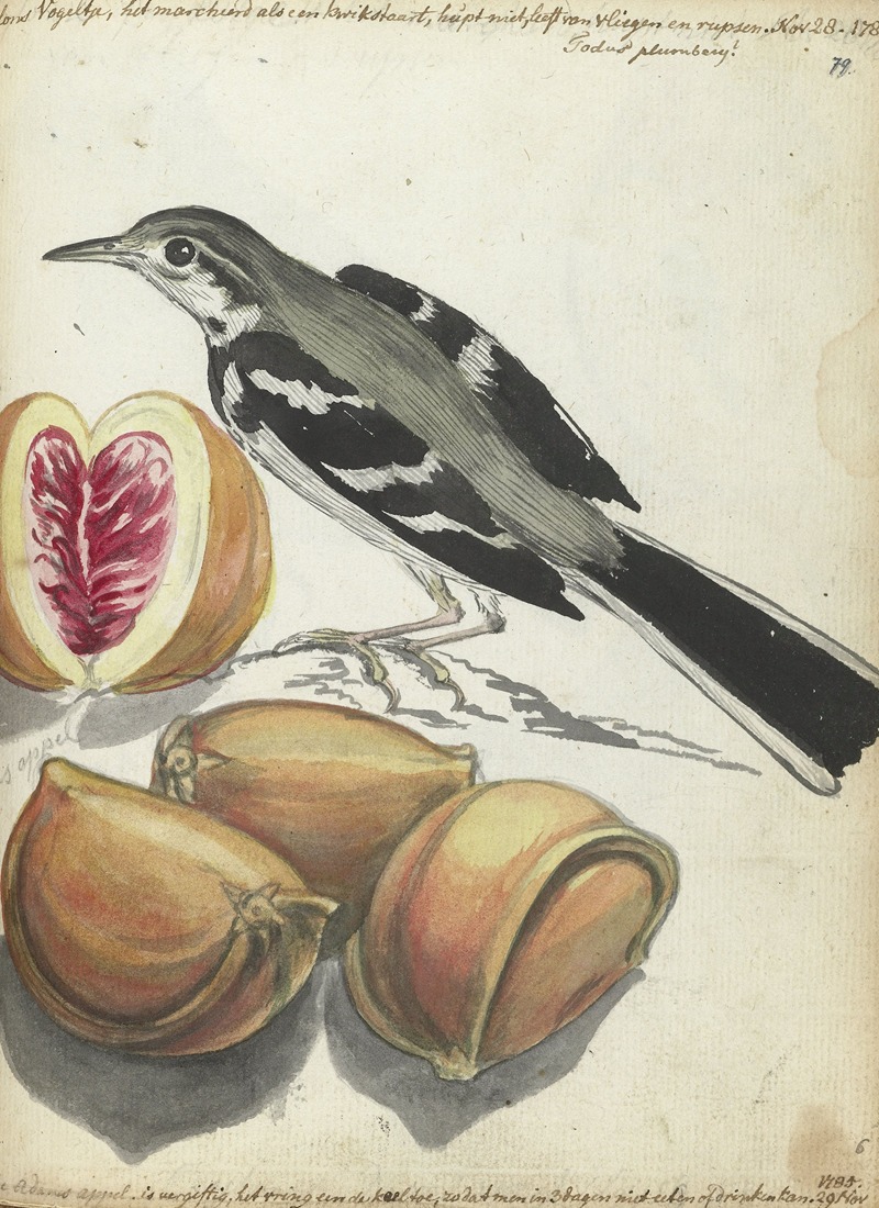 Wagtail with Fruit by Ян Брандес, 1785 — digital art print download