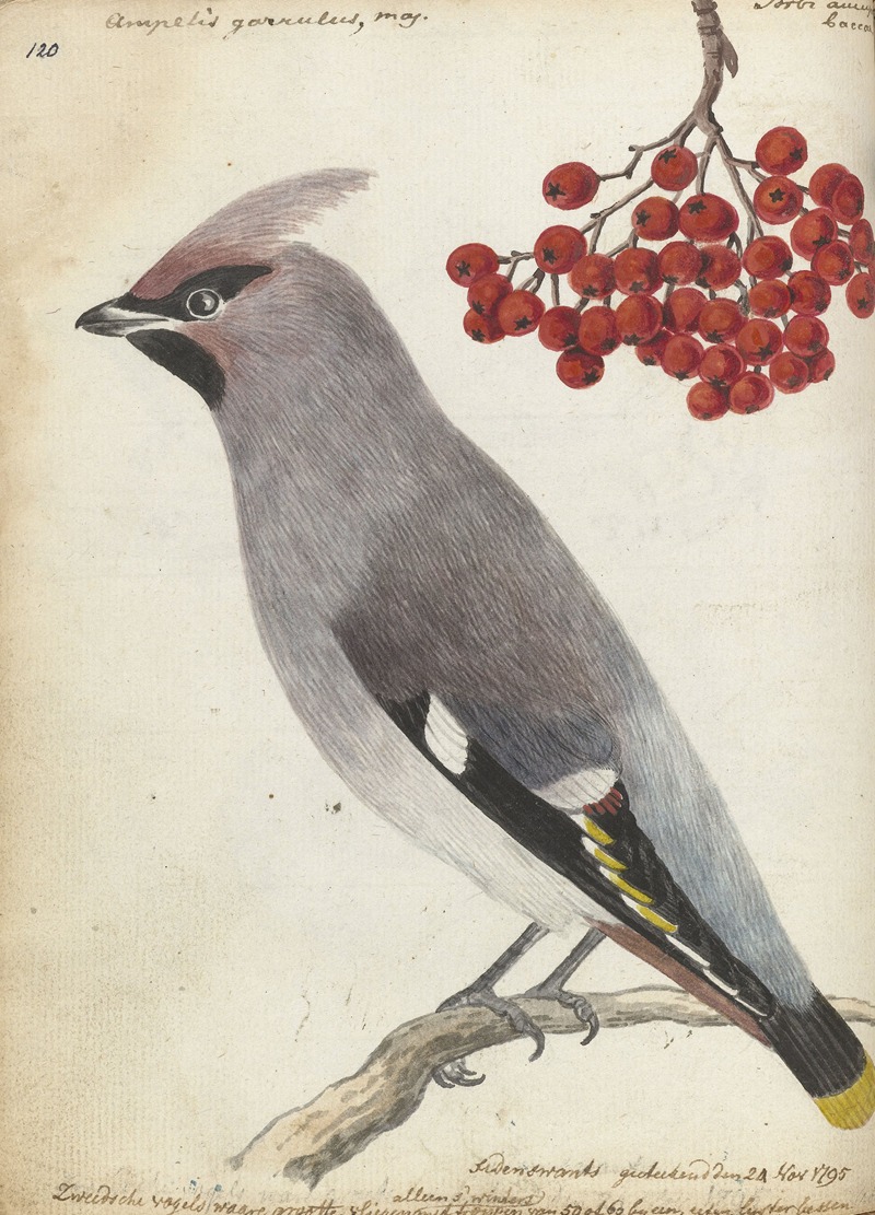 Zweedse vogel by Ян Брандес, 1795 — digital art print download