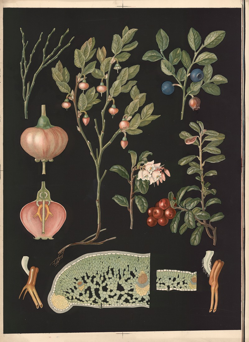 Blueberries and lingonberries by Ebba Masalin, 1905 — digital art print download