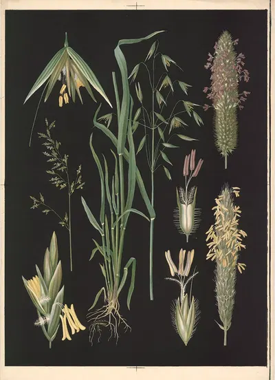 Grasses by Ebba Masalin, 1905 — digital art print download
