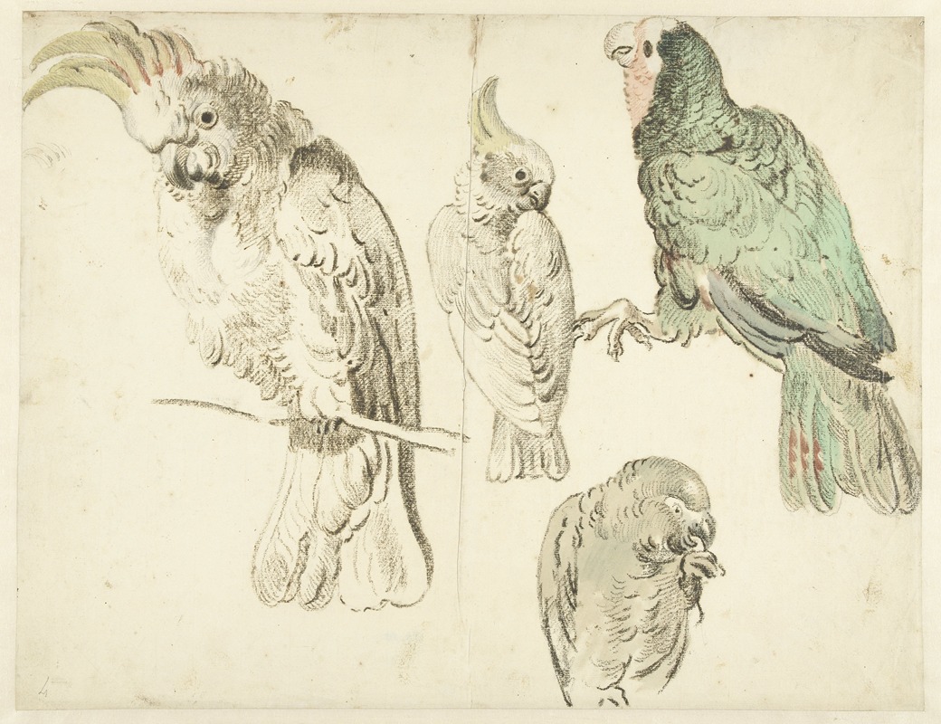Four Studies of Cockatoos — Jan Weenix