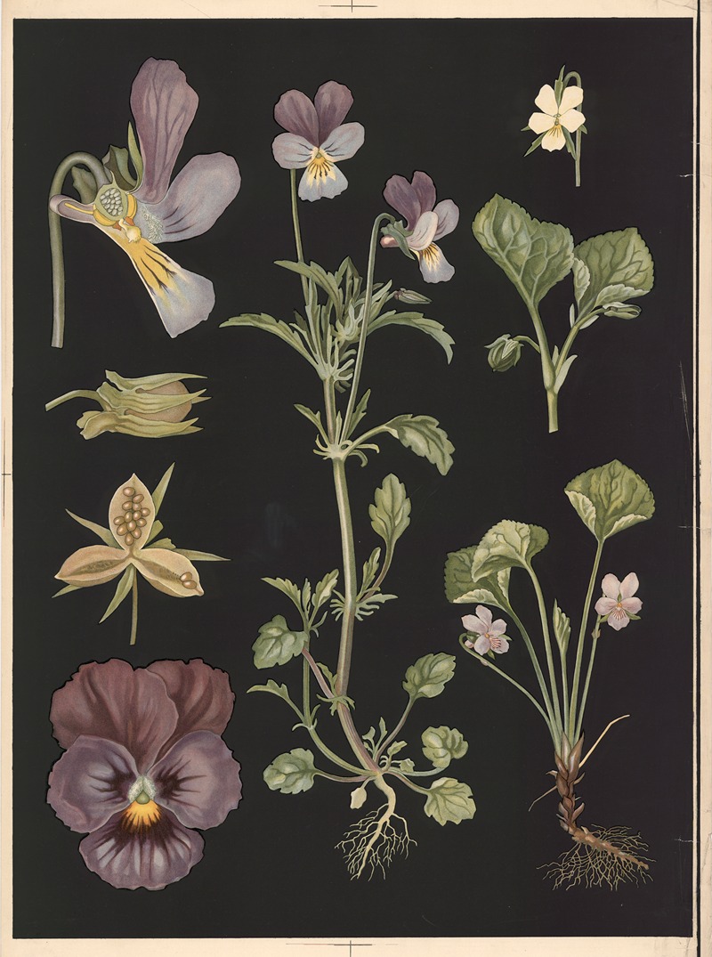 Violet by Ebba Masalin, 1905 — digital art print download