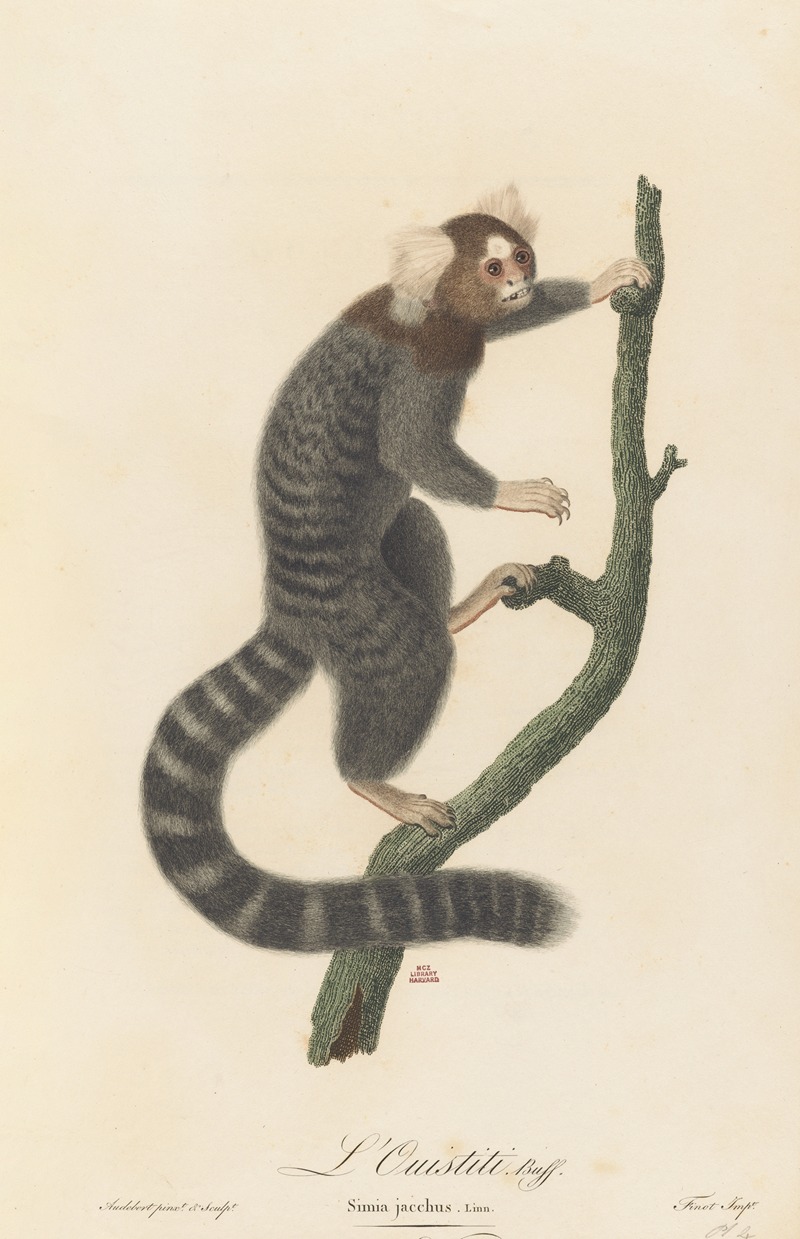 L’Ouistiti by Jean-Baptiste Audebert, 1797 — digital art print download