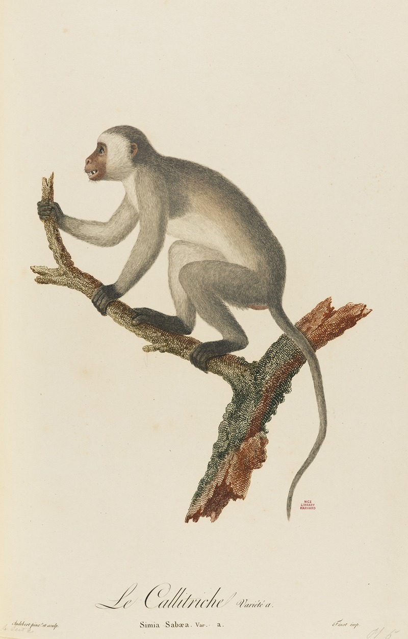 Le Callitriche variété a by Jean-Baptiste Audebert, 1797 — digital art print download