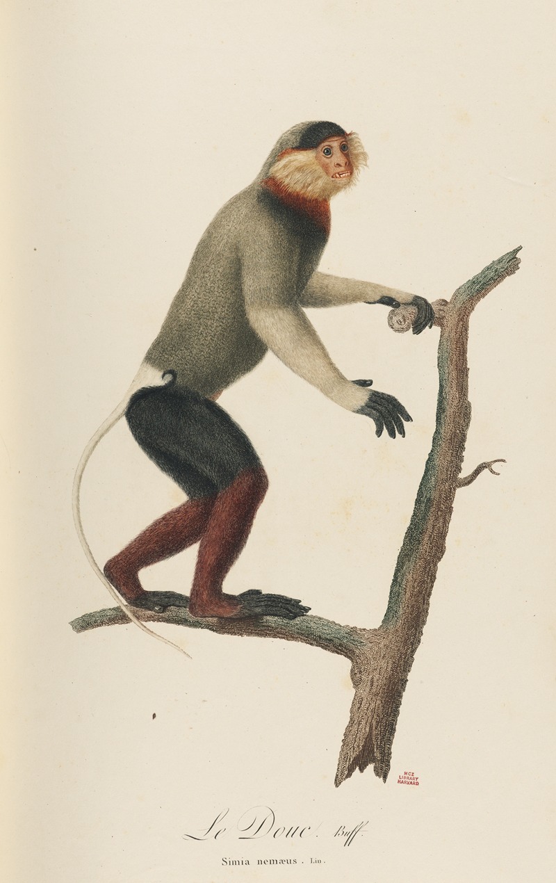 Le Douc by Jean-Baptiste Audebert, 1797 — digital art print download