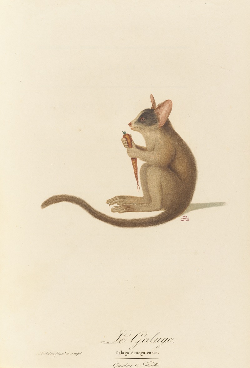 Le Galago by Jean-Baptiste Audebert, 1797 — digital art print download