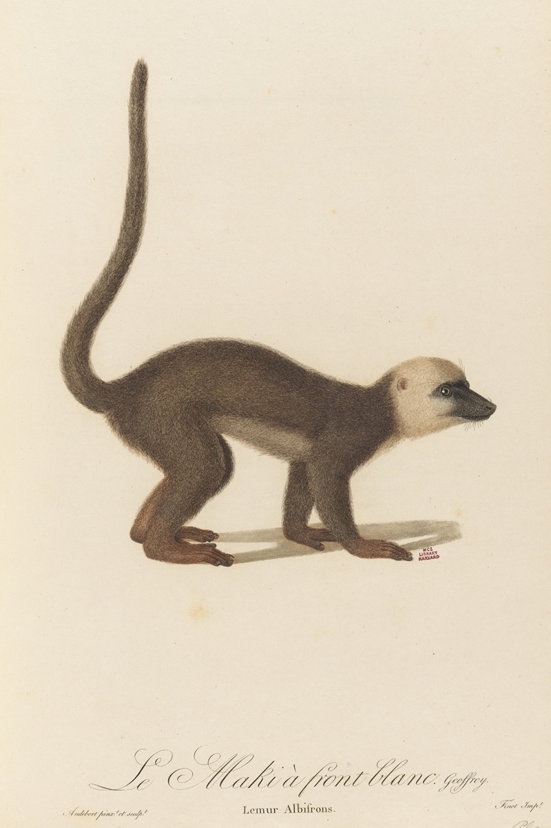 Le Maki à front blanc by Jean-Baptiste Audebert, 1797 — digital art print download