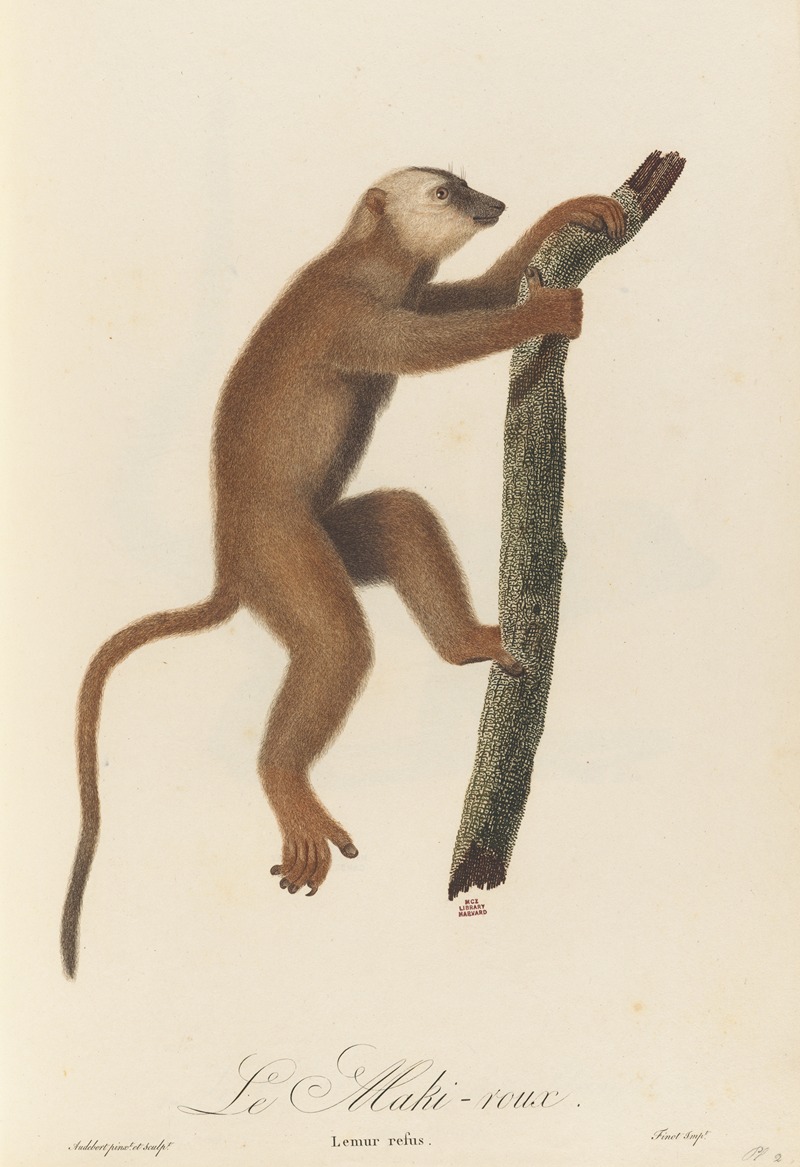 Le Maki roux by Jean-Baptiste Audebert, 1797 — digital art print download