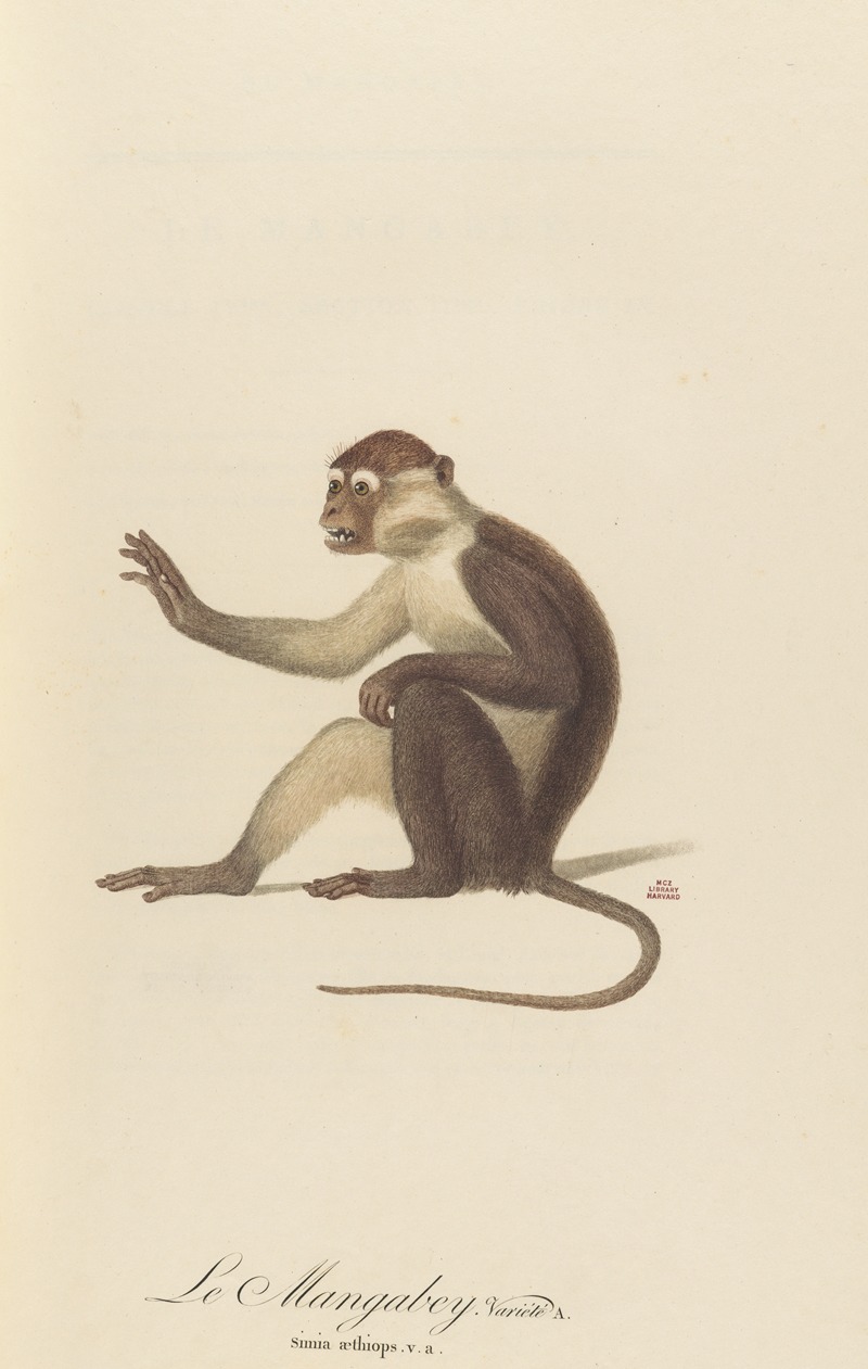 Le Mangabey variété a by Jean-Baptiste Audebert, 1797 — digital art print download