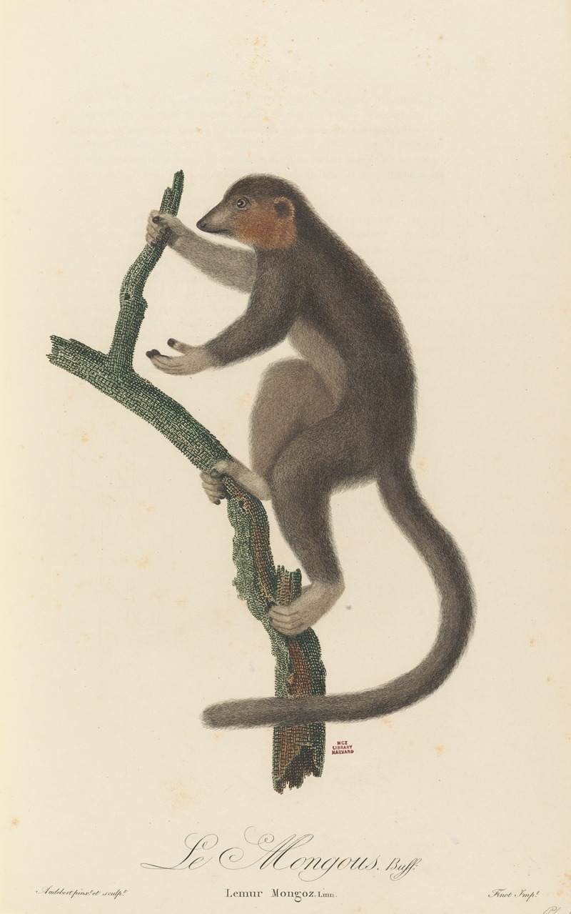 Le Mongous by Jean-Baptiste Audebert, 1797 — digital art print download