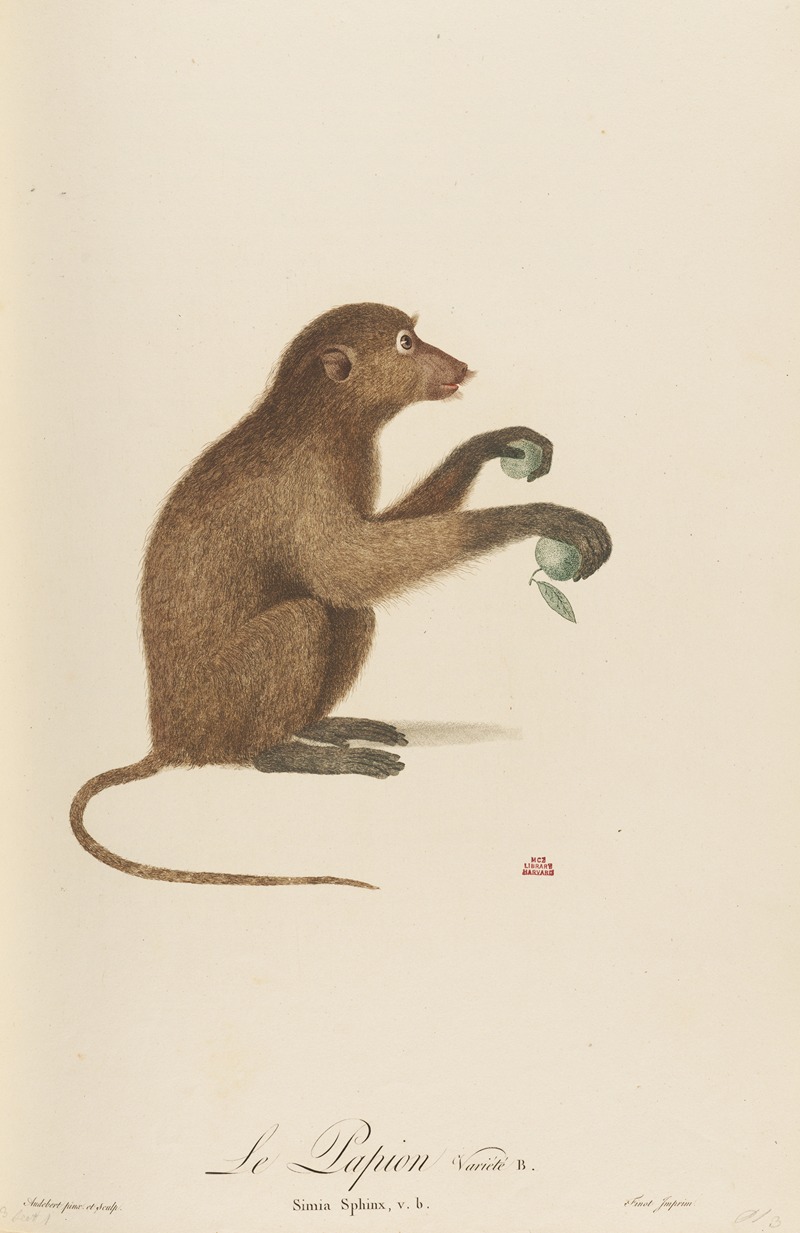 Le Papion, variété B by Jean-Baptiste Audebert, 1797 — digital art print download