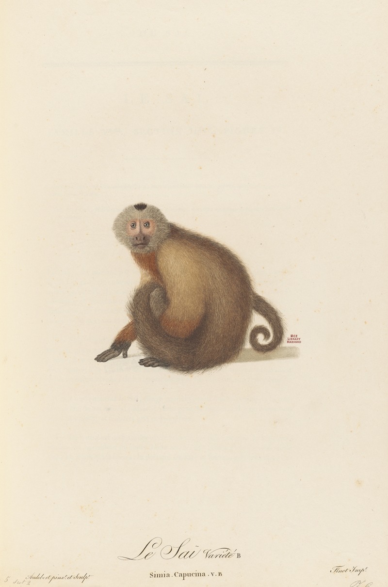 Le Sai a gorge blanche variété b by Jean-Baptiste Audebert, 1797 — digital art print download