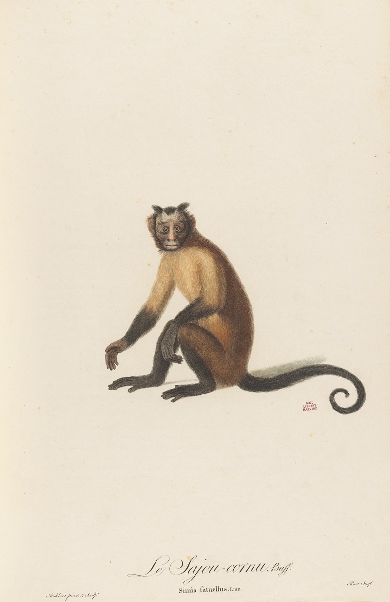 Le Sajou cornu by Jean-Baptiste Audebert, 1797 — digital art print download