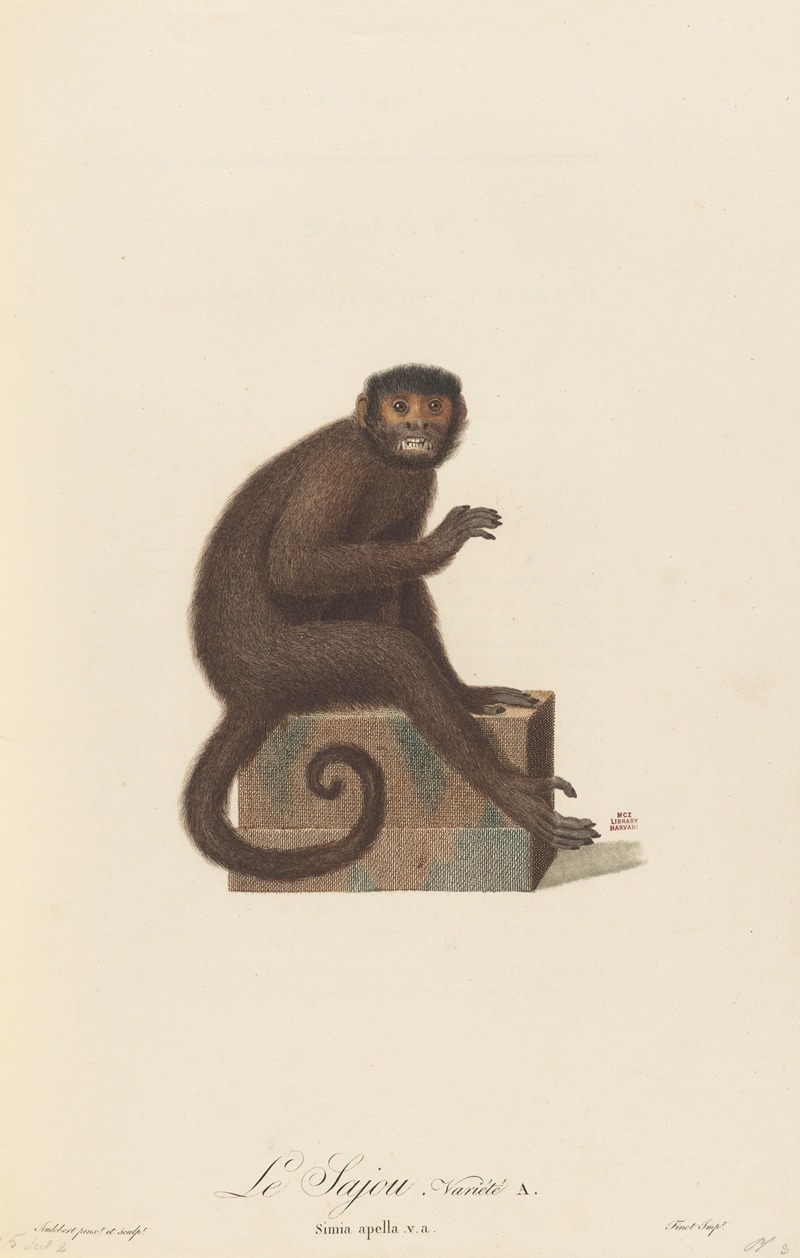 Le Sajou variété a by Jean-Baptiste Audebert, 1797 — digital art print download