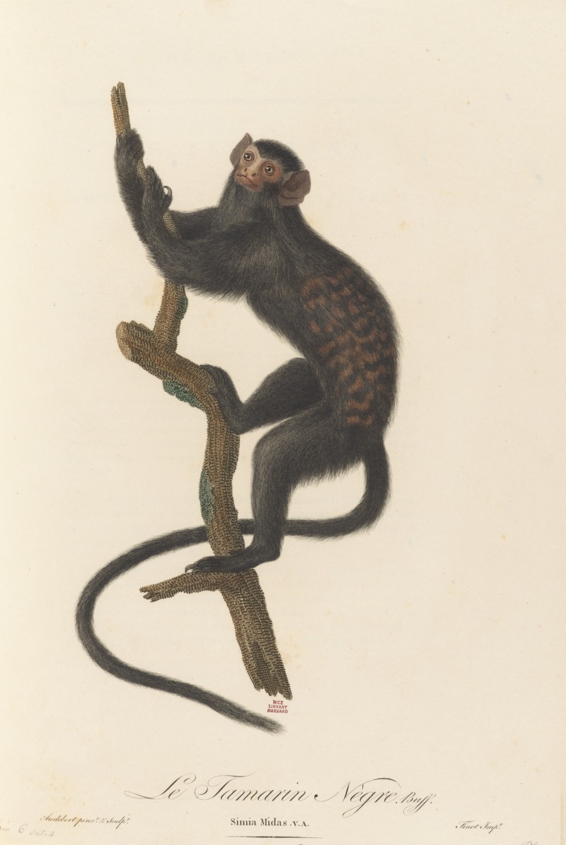 Le Tamarin Negre by Jean-Baptiste Audebert, 1797 — digital art print download