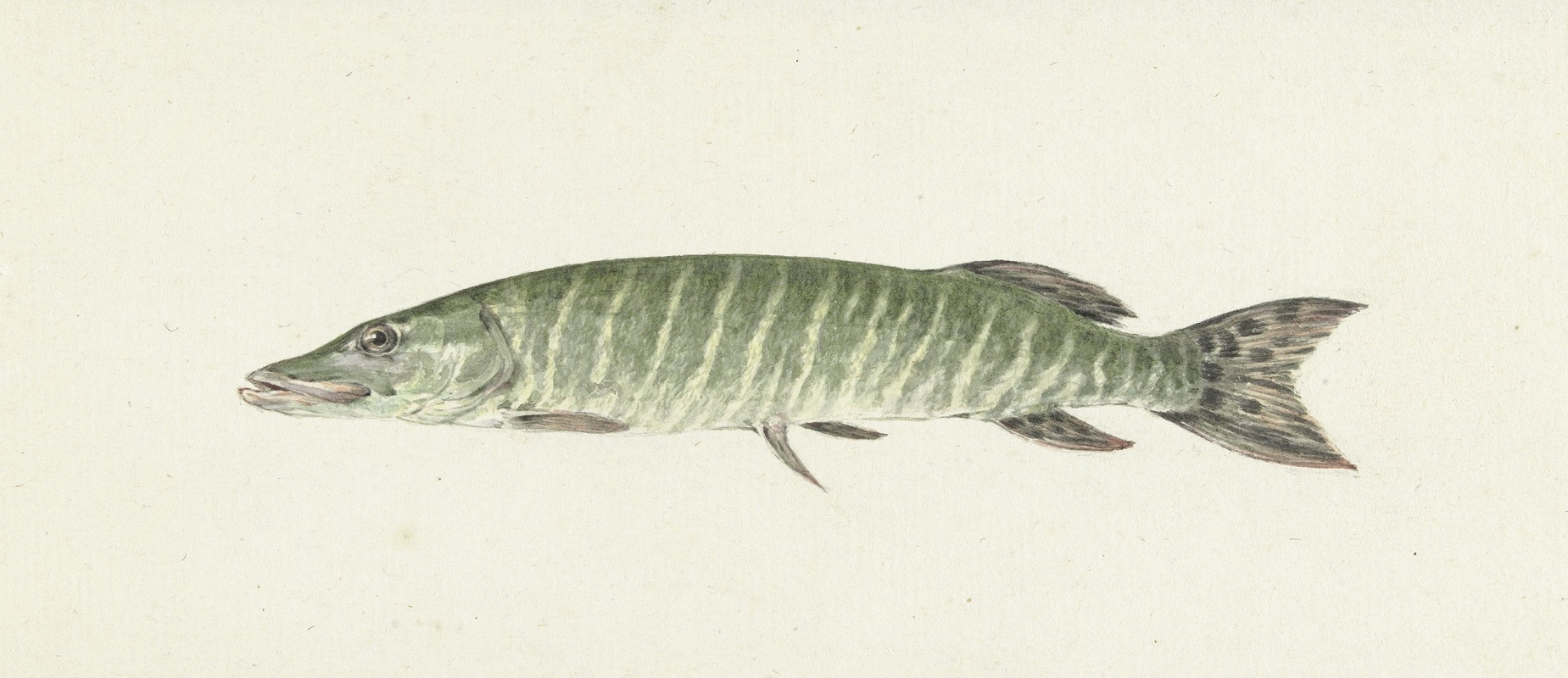 Snoek by Жан Бернар, 1796 — digital art print download